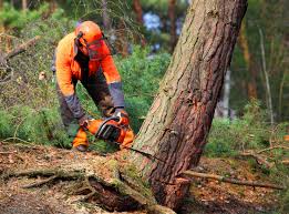 How Our Tree Care Process Works  in Leona Valley, CA